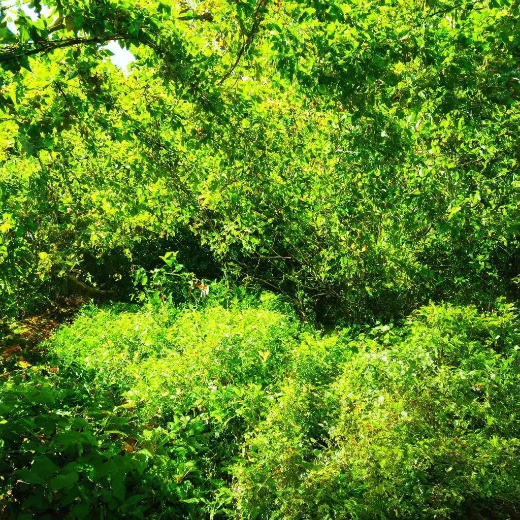 wallpaper-1746307643.webp