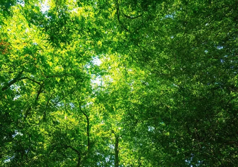 wallpaper-1733396716.webp