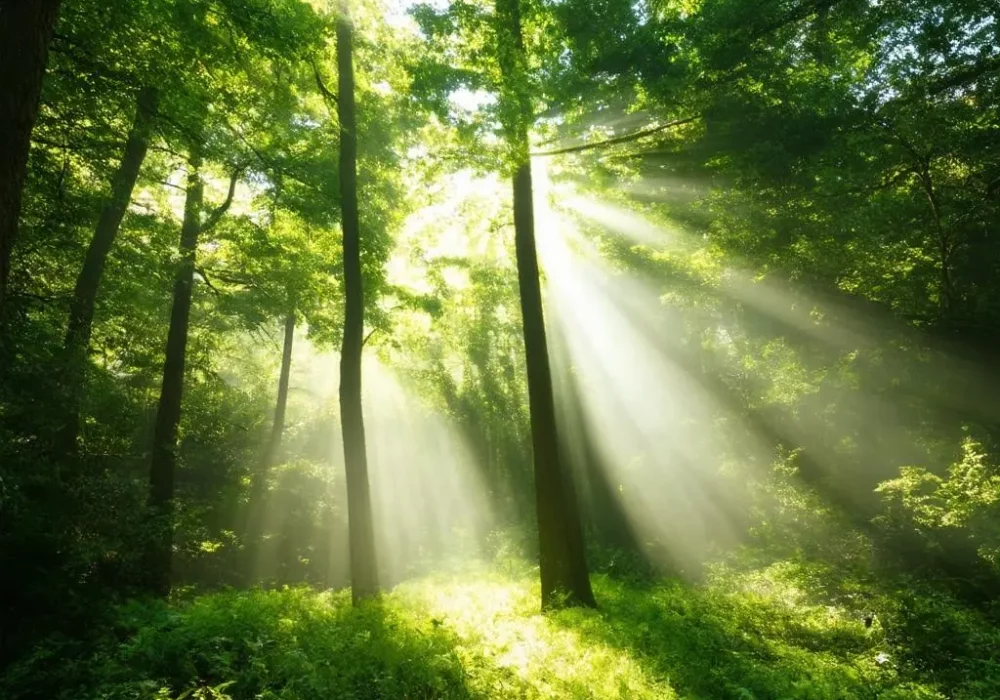 wallpaper-1734089667.webp