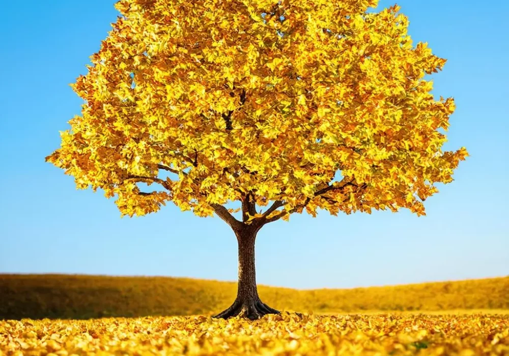 wallpaper-1735313657.webp