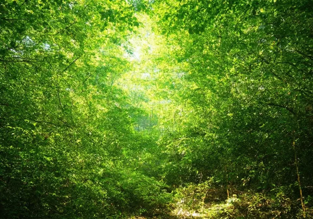 wallpaper-1736848460.webp