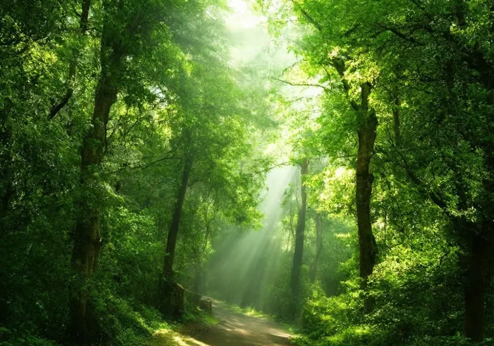wallpaper-1737067339.webp