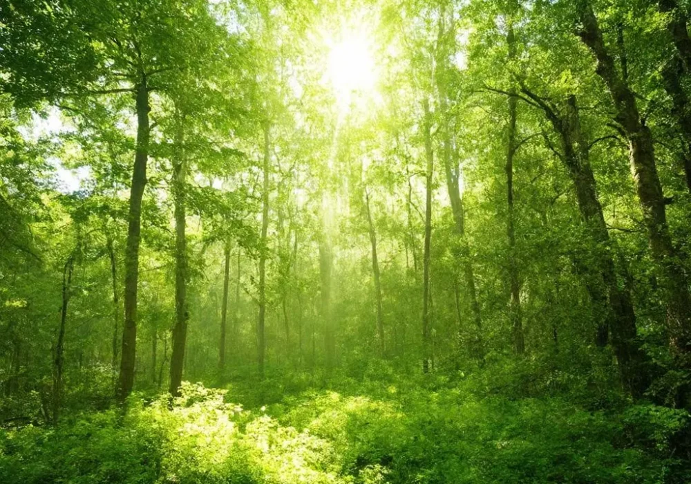 wallpaper-1738578220.webp