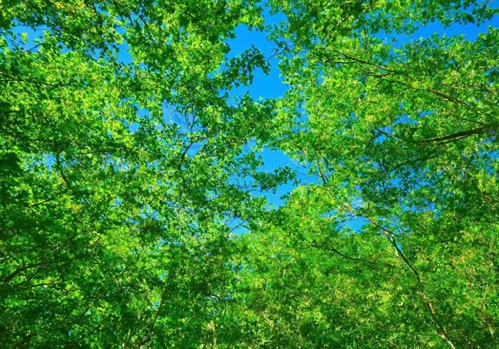 wallpaper-1738895920.webp