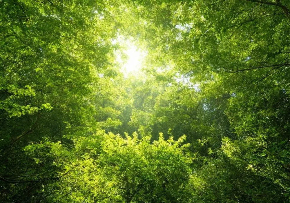 wallpaper-1740616221.webp