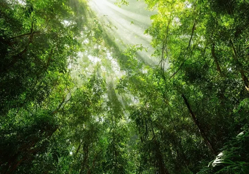 wallpaper-1740717081.webp