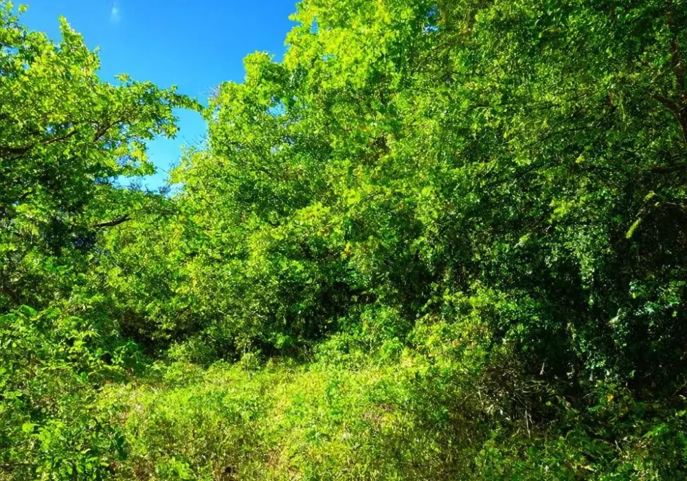 wallpaper-1741315701.webp