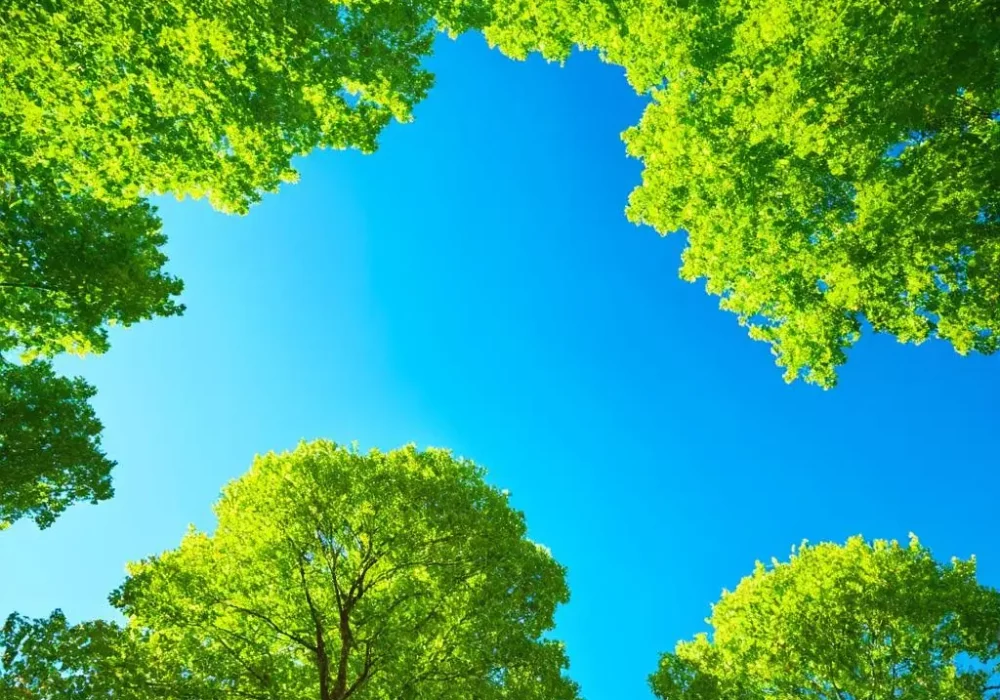 wallpaper-1742238744.webp