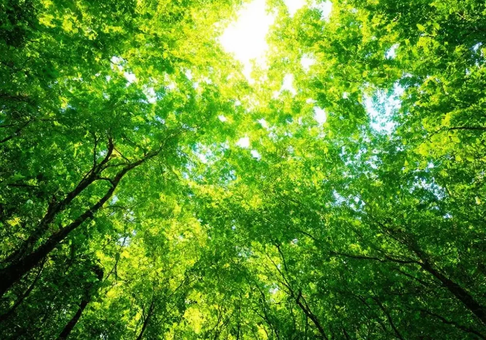 wallpaper-1743068906.webp