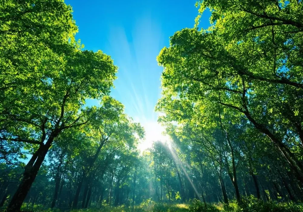wallpaper-1744894564.webp