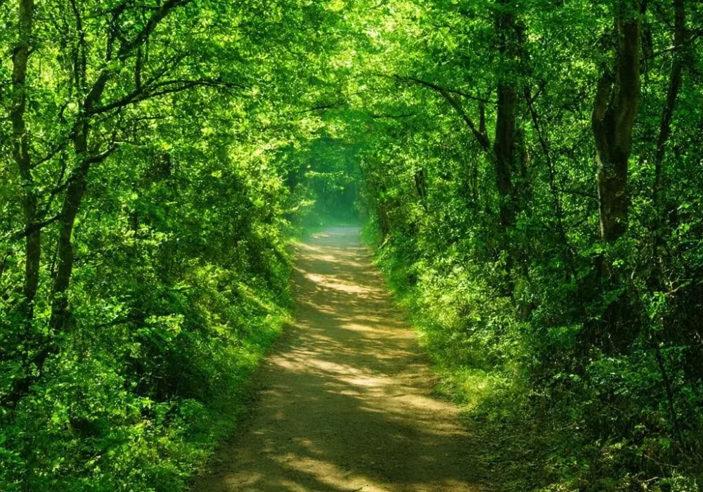 wallpaper-1744903099.webp