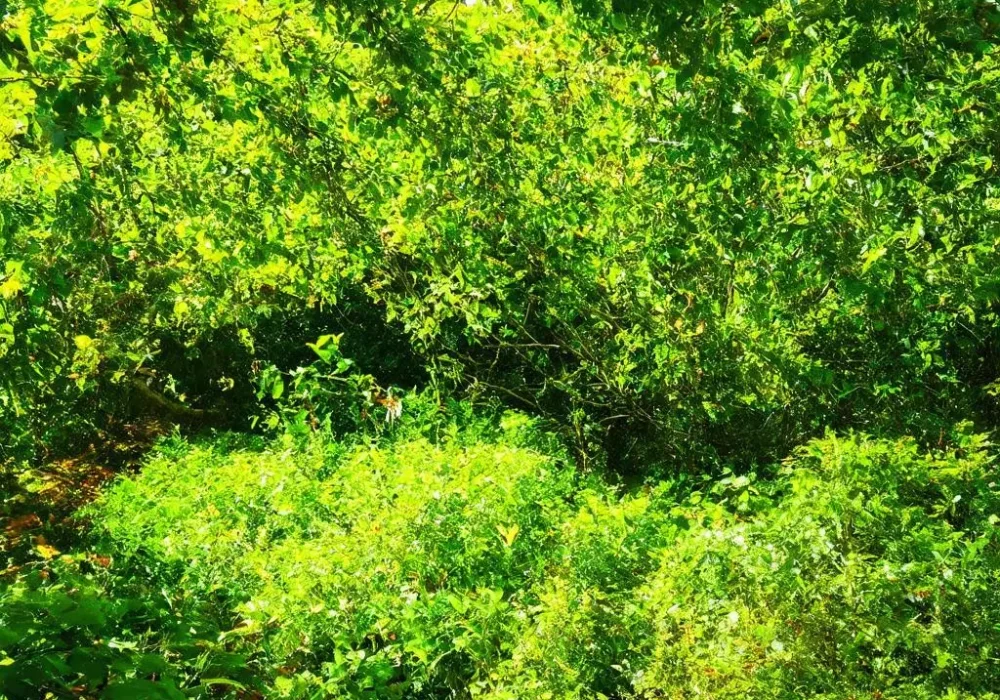 wallpaper-1746307643.webp