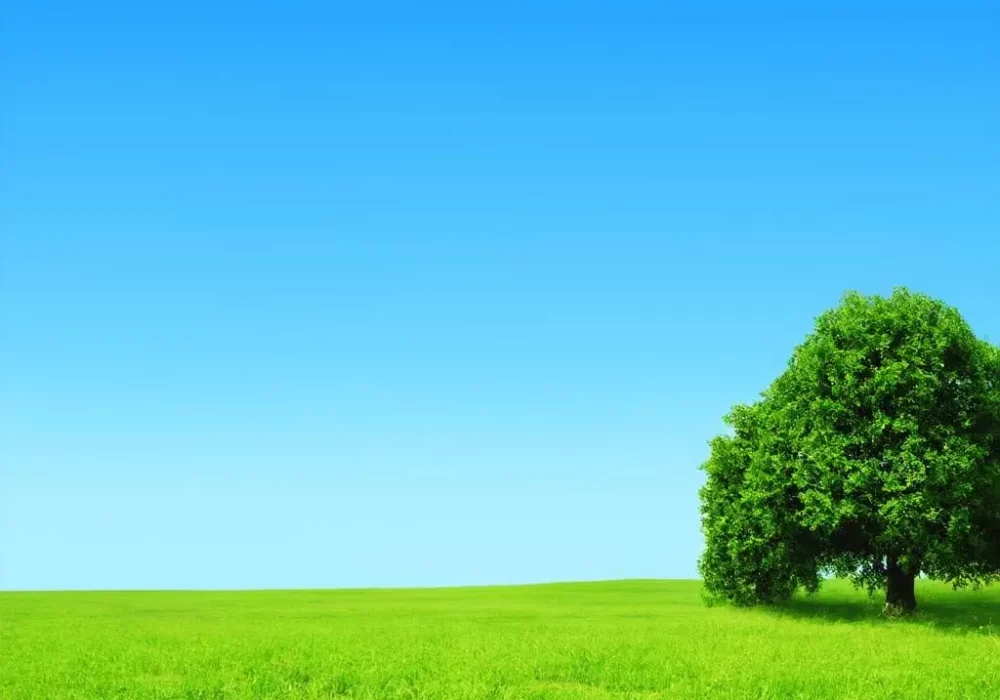 wallpaper-1747039466.webp