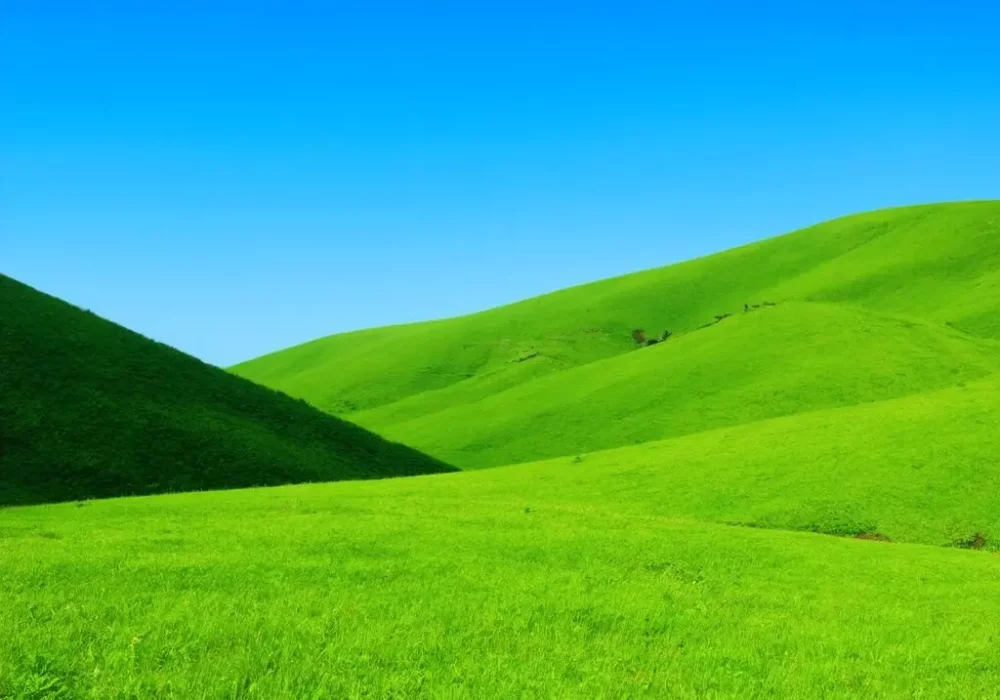 wallpaper-1747414524.webp