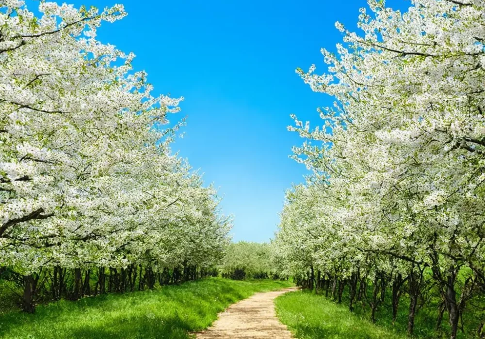 wallpaper-1747532125.webp