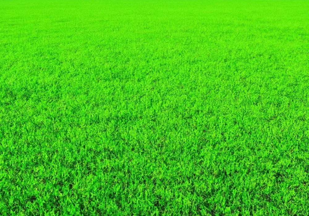 wallpaper-1747974146.webp