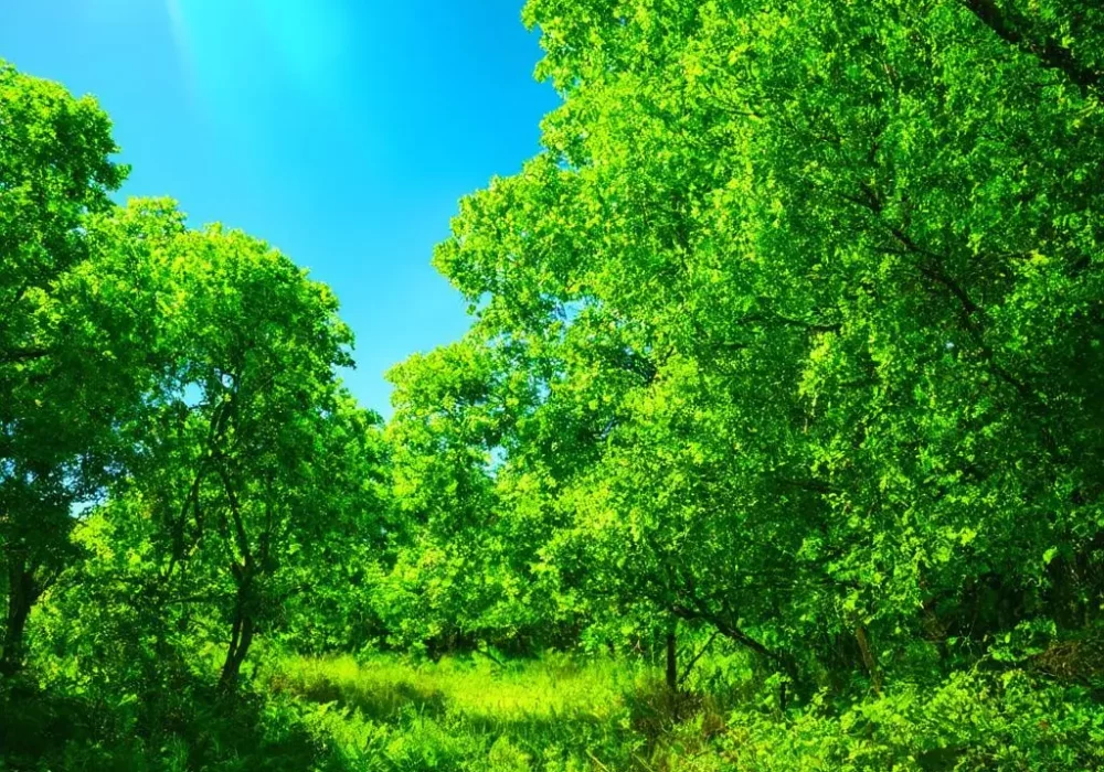 wallpaper-1748024425.webp